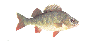 Perch